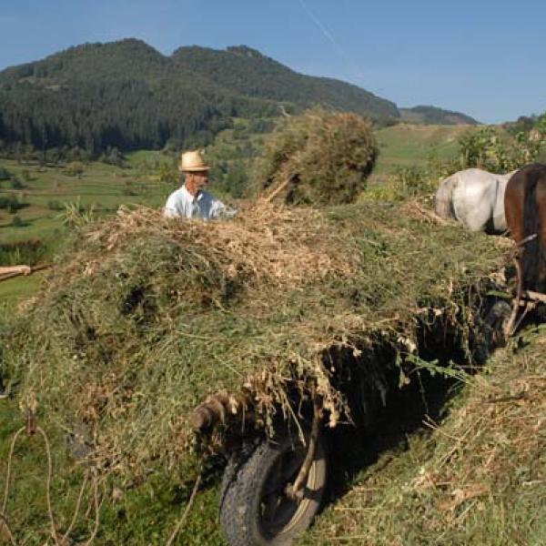 The hay wagon