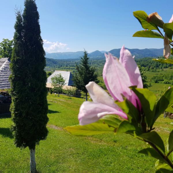 View with magnolia