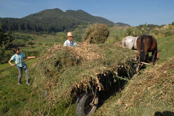 The hay wagon